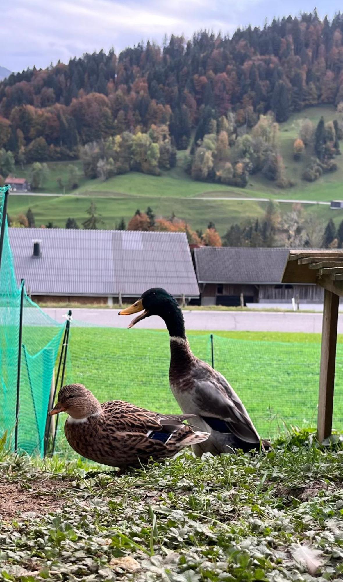 Ferienwohnung Schoenenbuehl Hittisau Esterno foto